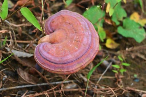 霊芝は本当に体にいいの?注目される健康効果とは - Vita Green Japan
